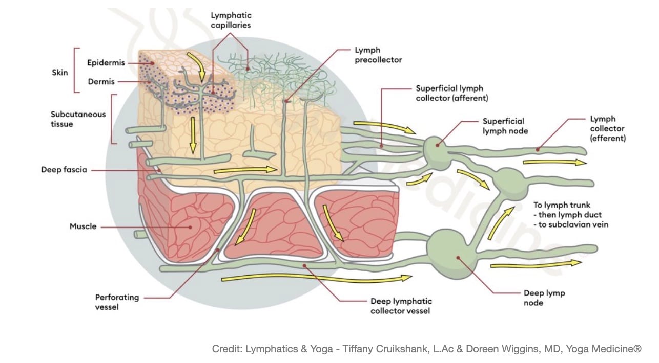 Lymph Diagram
